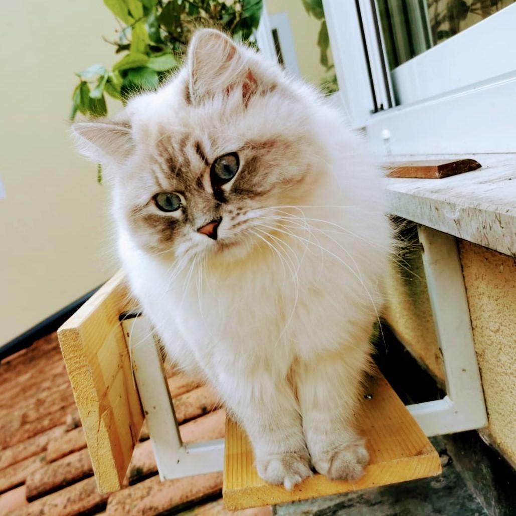 Scherz Cattery